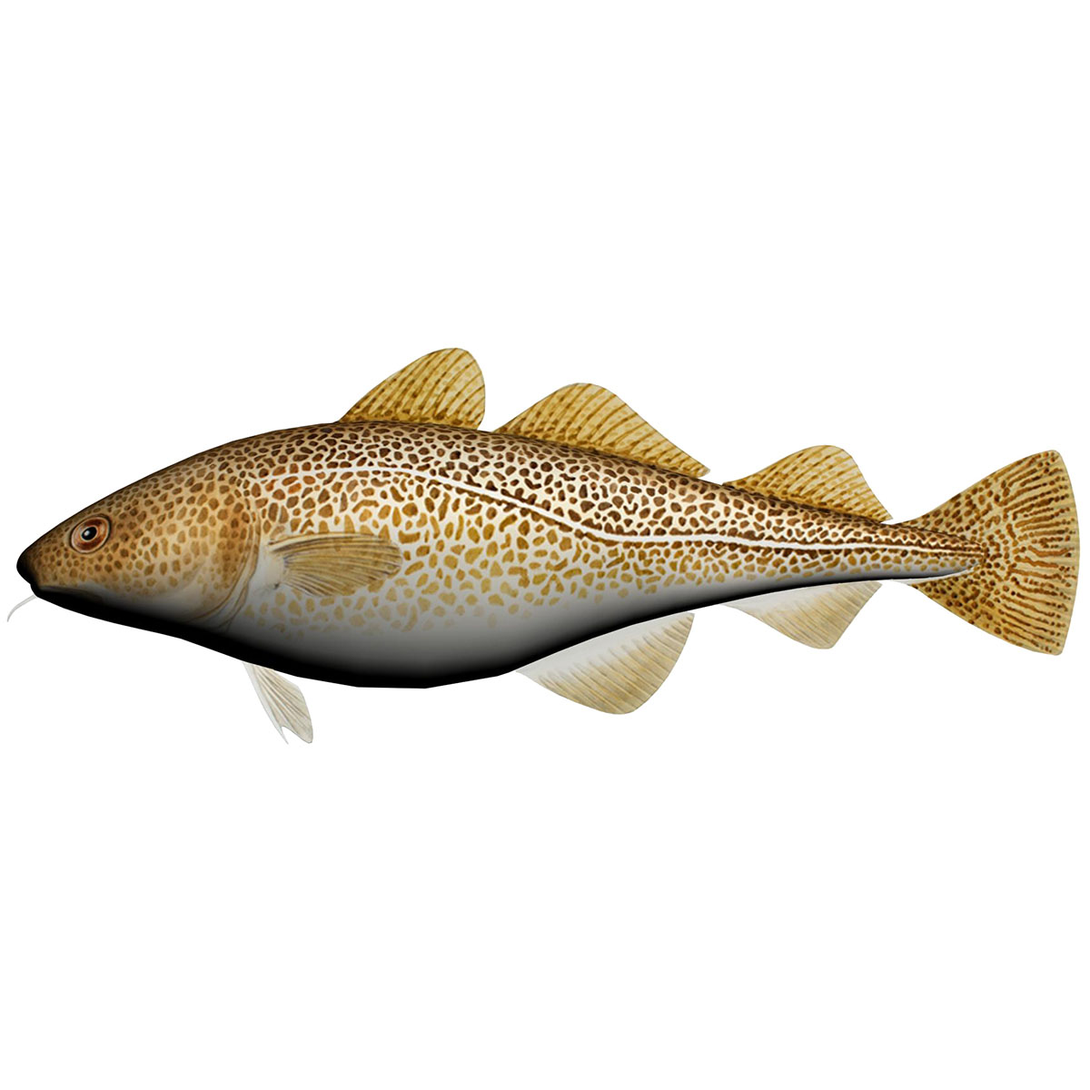 torsk pute dekor fiskepute pynt båt nøst fiskeutstyr fender blåse ...